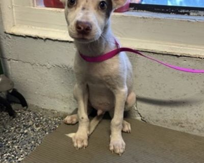 Meet Coconut! Coconut is looking forward to making happy memories with his new family. In the meantime, Coconut is enjoying a stay with a foster. For an introduction please contact our adoption team: stiger@bvspca.org This pet is available at: Brandywine Valley SPCA Copeland Center for Animal Welfare 290 Churchmans Rd New Castle De 19720. Puppy Male Small