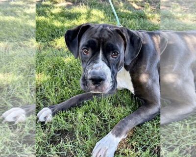 Star - Boxer Mix Female Puppy for Adoption