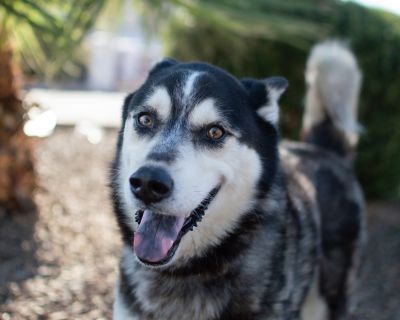 Dominic - Siberian Husky & Alaskan Malamute Mix Male Dog for Adoption