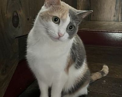 Allie - American Shorthair Female Cat for Adoption