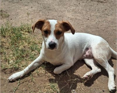 Ruby - Female Adult Jack Russell for Adoption
