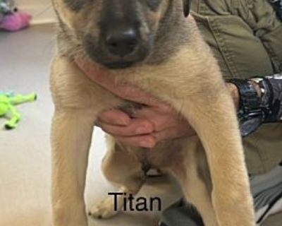 Titan - Akita Male Dog for Adoption