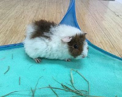 Sunisa - Guinea Pig Female for Adoption