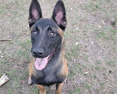 Decha - Male Puppy Belgian Malinois for Adoption