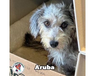 Aruba - Cairn Terrier/Airedale Terrier Mix Female Dog for Adoption