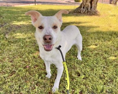 CARSON - Labrador Retriever & Pit Bull Terrier Mix Male Dog for Adoption