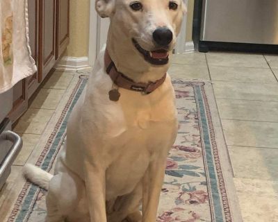 Cotton - White German Shepherd & Labrador Retriever Mix Female Dog for Adoption