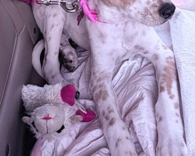 Female English Pointer x Great Pyrenees puppy 4 adoption!