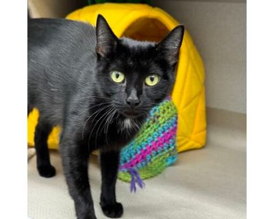 Pookie - Domestic Shorthair/Domestic Mediumhair Mix Female Cat for Adoption