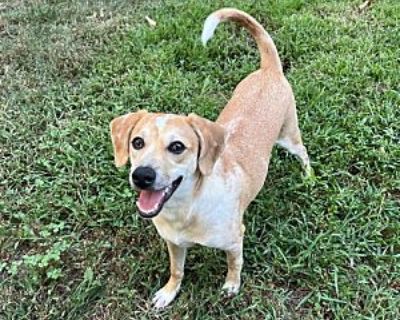 Lilly - Beagle Female Puppy for Adoption