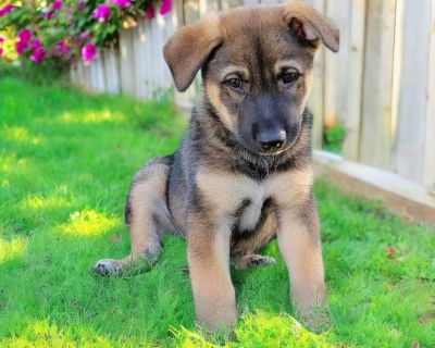 Doc - German Shepherd Dog Mix Male Puppy for Adoption