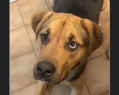 Sophie is a 2 year old Black Mouth Cur/ Mastiff mix, she is very sweet. We adopted her from someone who left her in a crate for the first 9 months of her life. She is very excited and energetic definitely needs her outdoor time. She is great with our 3 year old son and 6 month old daughter. She has a little too much energy for our cat, but has never hurt the cat. We currently have to keep her i...