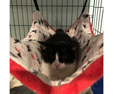 Tonka was born 9/16/2022. He is a sweet soul looking for someone with a kind heart and a little extra patience. He is very shy and easily frightened, but beneath that timid exterior is a gentle spirit who just needs time to feel safe. He would do best in a calm home with a predictable routine and a person who understands that love can't be rushed. If you'd like to meet Tonka, please fill out an...