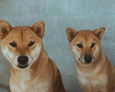 Ragnar - Shiba Inu Male Dog for Adoption