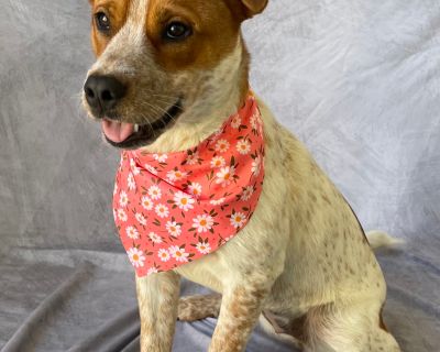 Hannah - Australian Cattle Dog / Blue Heeler Female Puppy for Adoption