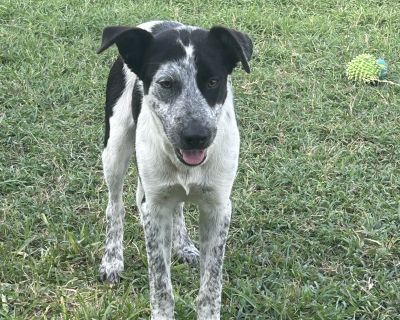 Aura - Australian Cattle Dog / Blue Heeler Mix Female Dog for Adoption