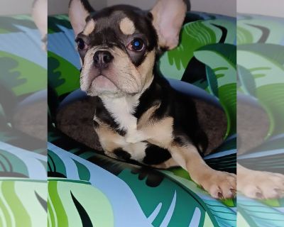 Sammy - French Bulldog Male Puppy for Adoption