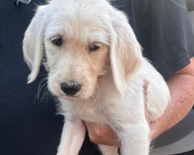 These labradoodle mixes are coming from Alabama. They were part of an accidental litter, their mom is the second picture. These muppet dogs are looking for forever! MA Rescue License # 0078 Please visit our website http://www.sweetpawsrescue.org if you would like more information about us.. Health Vaccinations up to date, spayed / neutered.. Puppy Female Medium