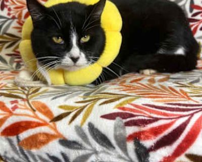 It's Mr. Monopoly everyone! This handsome boy is 4 years old and has such an elegant presence. He came into our shelter as a stray and has been very shy around us since arriving, as he tends to hide in the very back of his kennel for most of the day. We have no idea what happened in his life before he came to us, but we have faith that he will come around with some time and love. Mr. Monopoly i...