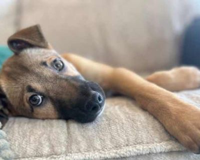 Coco - Black Mouth Cur/Black Mouth Cur Mix Female Puppy for Adoption