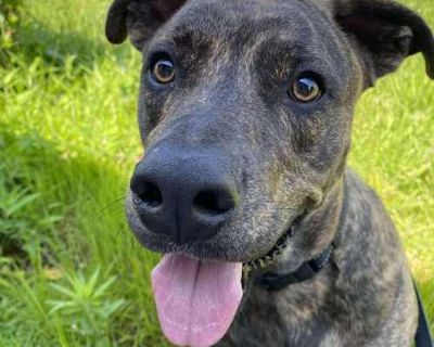 Theo - Plott Hound/American Pit Bull Terrier Mix Male Dog for Adoption
