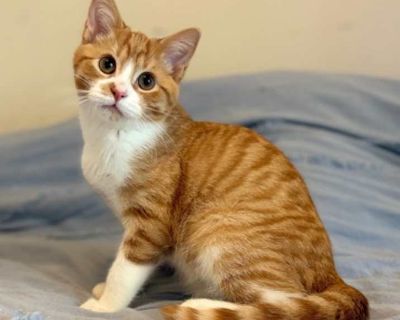 Child. Orange or red (mostly). Hair: short. Meet Denver and Colorado, two adorable kitties who were scooped up in a parking lot and given the care and cuddles they deserved! Denver and Colorado are most likely siblings, but Colorado (the little black and white tuxie) is quite smaller than her outgoing orange brother. These adorable kittens can go into separate homes, but they would also do well...