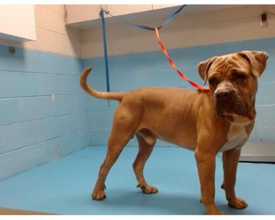 A537685 - Mastiff Male Dog for Adoption