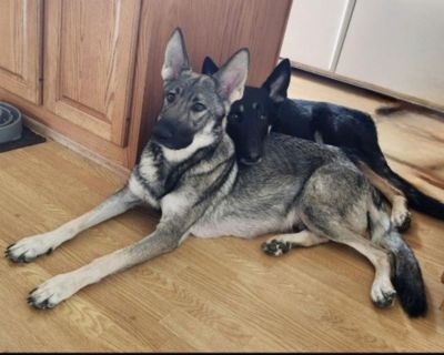AKC German Shepherd puppies for sale