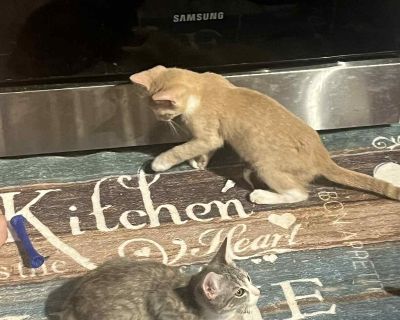 Meet Alexander! Alexander is a 14-week-old kitten with a heart full of love. He's litter-trained, cat- and dog-friendly, and loves to snuggle! He is looking for the perfect family to give all his love! This sweet boy is ready to charm his way into your heart and home through snuggles and love *He also has a sister named Angelica, they can be adopted together or separately Adopt Alexander and ga...