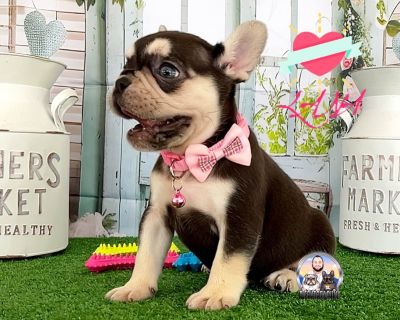 1 Male and 1 Female French Bulldog Puppies for Sale