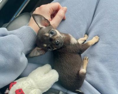 Purebred Chihuahua pups
