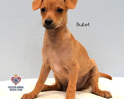 Bullet - Chihuahua/Mixed Breed (Medium) Mix Male Dog for Adoption