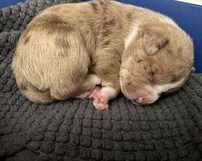 Spud $395 - Australian Shepherd/Border Collie Mix Male Puppy for Adoption