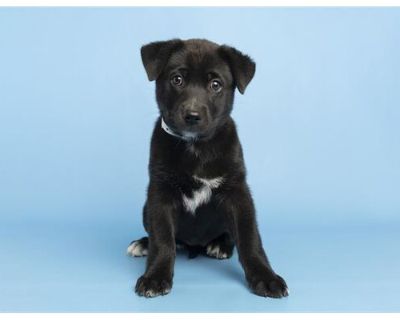 ELLIE - Border Collie Female Puppy for Adoption