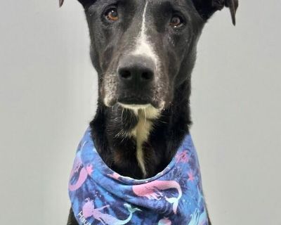Bee - Great Dane & Black Labrador Retriever Mix Female Dog for Adoption