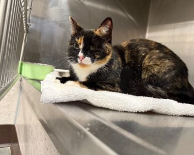 Sherbert - Domestic Medium Hair Mix Female Cat for Adoption