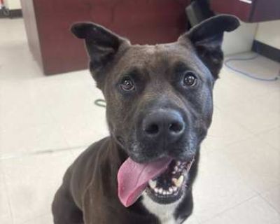 Beckham - Akita/Pit Bull Terrier Mix Male Dog for Adoption