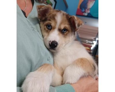 French Fry - AVAILABLE - Husky/Mixed Breed (Medium) Mix Female Puppy for Adoption