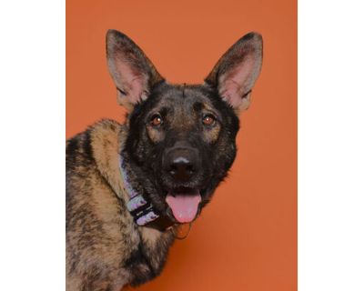 Beauty - German Shepherd Dog Female Dog for Adoption