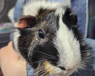 Fudge - Guinea Pig Male for Adoption