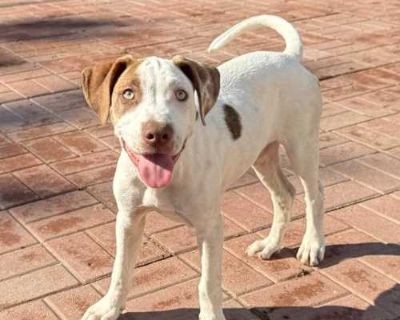 Brutas - Boxer Male Puppy for Adoption