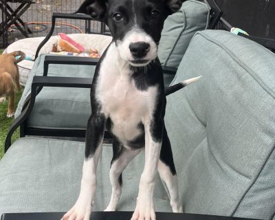 Hermione - Mixed Breed Female Puppy for Adoption