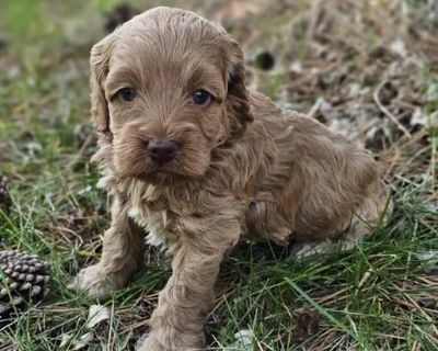 Ruby - Female Cockapoo Puppy for Sale