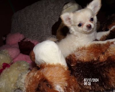 AKC  T Cup  Chihuahua Puppy Long Coat