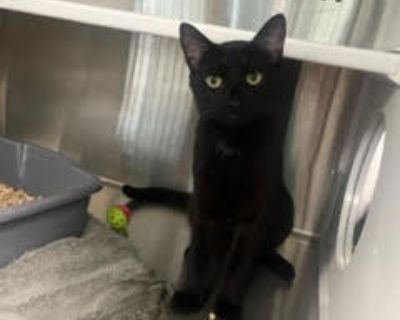 Toothless - Domestic Short Hair Male Cat for Adoption