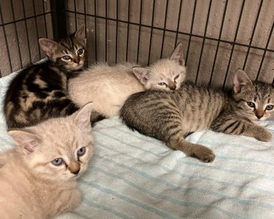 The A Litter - Domestic Short Hair Female Cat for Adoption