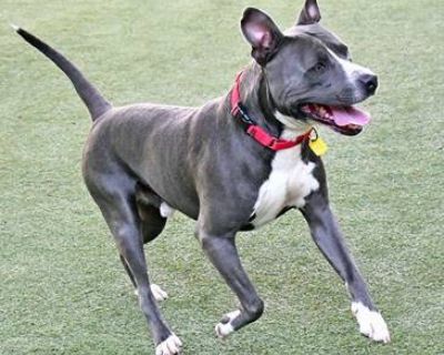 King - Pit Bull Terrier Mix Male Dog for Adoption