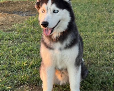 Rescue from Texas. This is Stryker, a 5-year-old Husky whose ideal weight is around 60-65 pounds. He is currently a bit underweight, but with proper nutrition he will quickly reach a healthy size. Stryker is a striking, confident, and affectionate dog who easily wins people over. He gets along well with other dogs, both male and female, provided they are friendly, as he will not tolerate rough ...