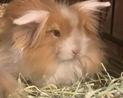 Male young loin lop unaltered. 
$50