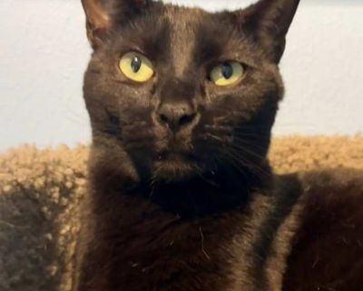 Sampson - Bombay Male Kitten for Adoption